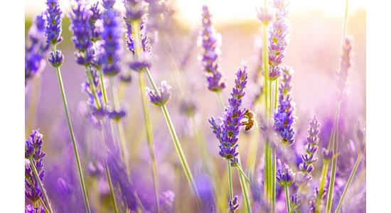 Légúti megbetegedések és kezelésük aromaterápiás illóolajokkal