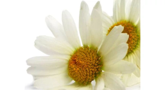 Az Aromadoki  kft. bemutatása