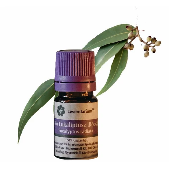 Eucalyptus_radiata