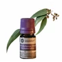 Kép 1/5 - Eucalyptus_radiata