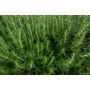 Kép 4/4 - Rozmaring (Rosmarinus officinalis ct. cinéol) 5 ml (L)