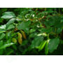Kép 3/4 - HO-FA illóolaj - Cinnamomum camphor linalol  (28)