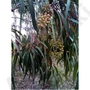 Kép 4/4 - Eucalyptus_citriodora