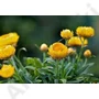 Kép 4/4 - Olasz szalmagyopár illóolaj - Helichrysum italicum (43)