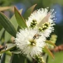 Kép 3/4 - Niauoli 