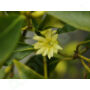 Kép 2/5 - csillagánizs virág Pranarom illóolaj