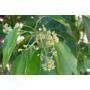Kép 4/4 - HO-FA illóolaj - Cinnamomum camphor linalol  (28)