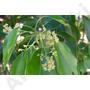 Kép 4/4 - HO-FA illóolaj - Cinnamomum camphora linalol  (28)
