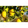 Kép 2/2 - Citrus illóolaj keverék (15)