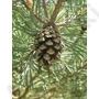 Kép 2/5 - pinus_sylvestris