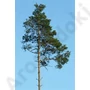 Kép 4/5 - pinus_sylvestries