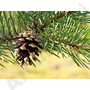 Kép 5/5 - Erdeifenyő (Pinus Sylvestris) 10 ml  (10)
