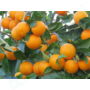 Kép 2/4 - citrus_sinensis